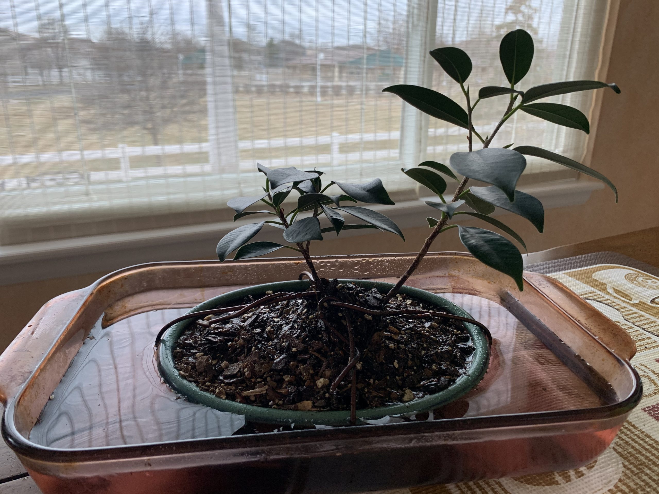Ficus 10 – Ficus Rutusa