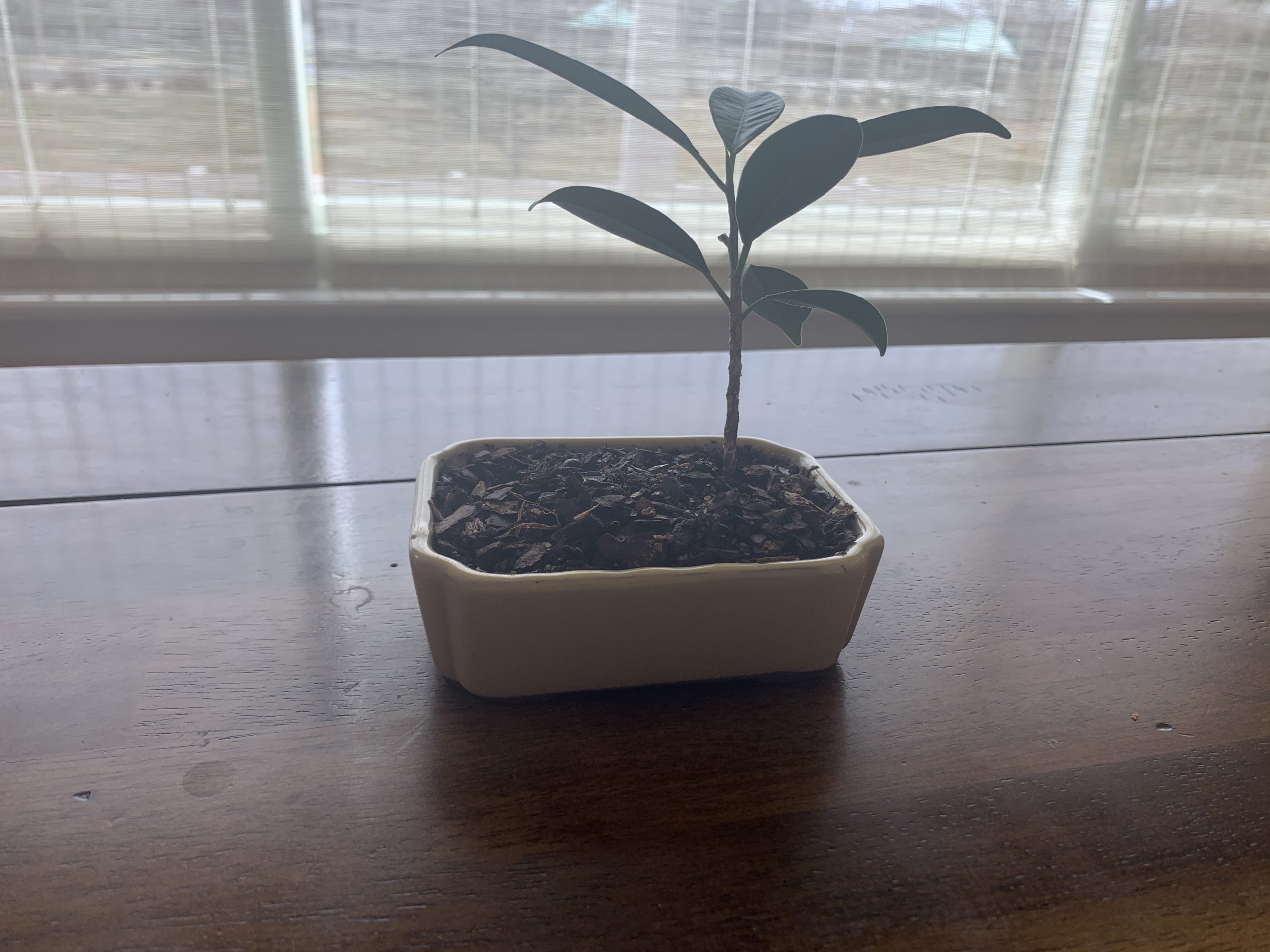 Ficus 9 – Ficus Rutusa