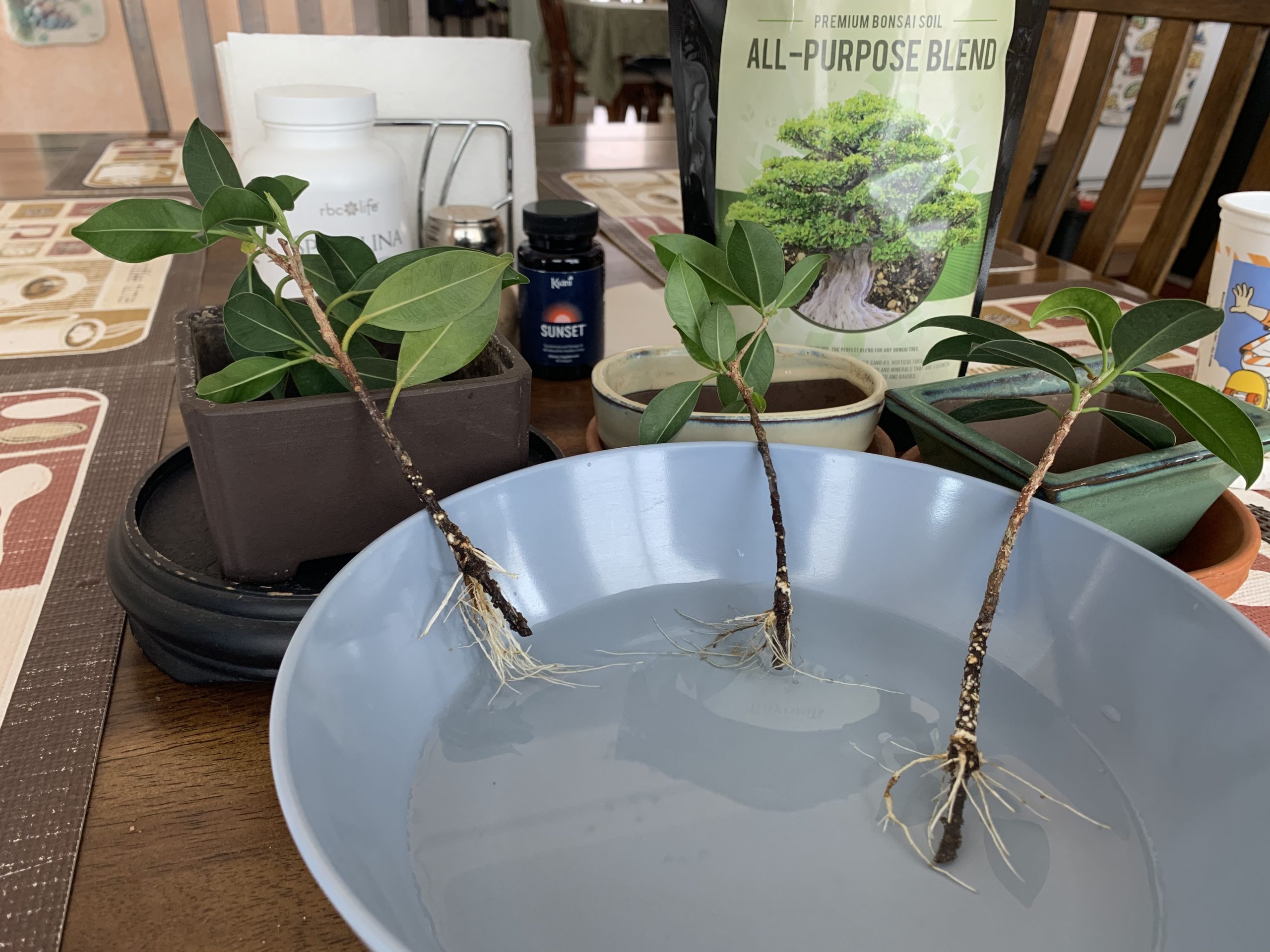 Cutting to rooted tree