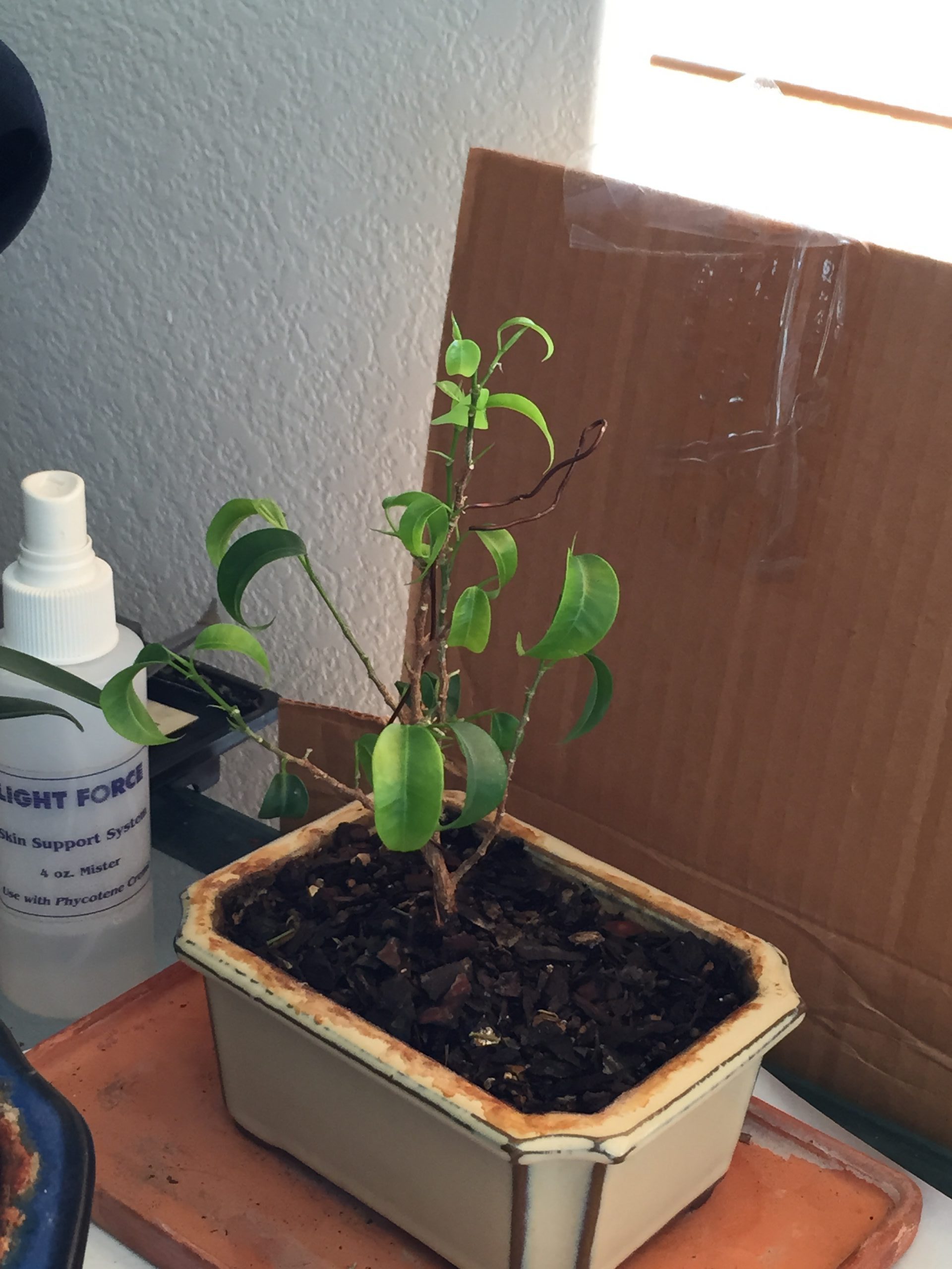 Ficus 5 – Ficus microcarpa