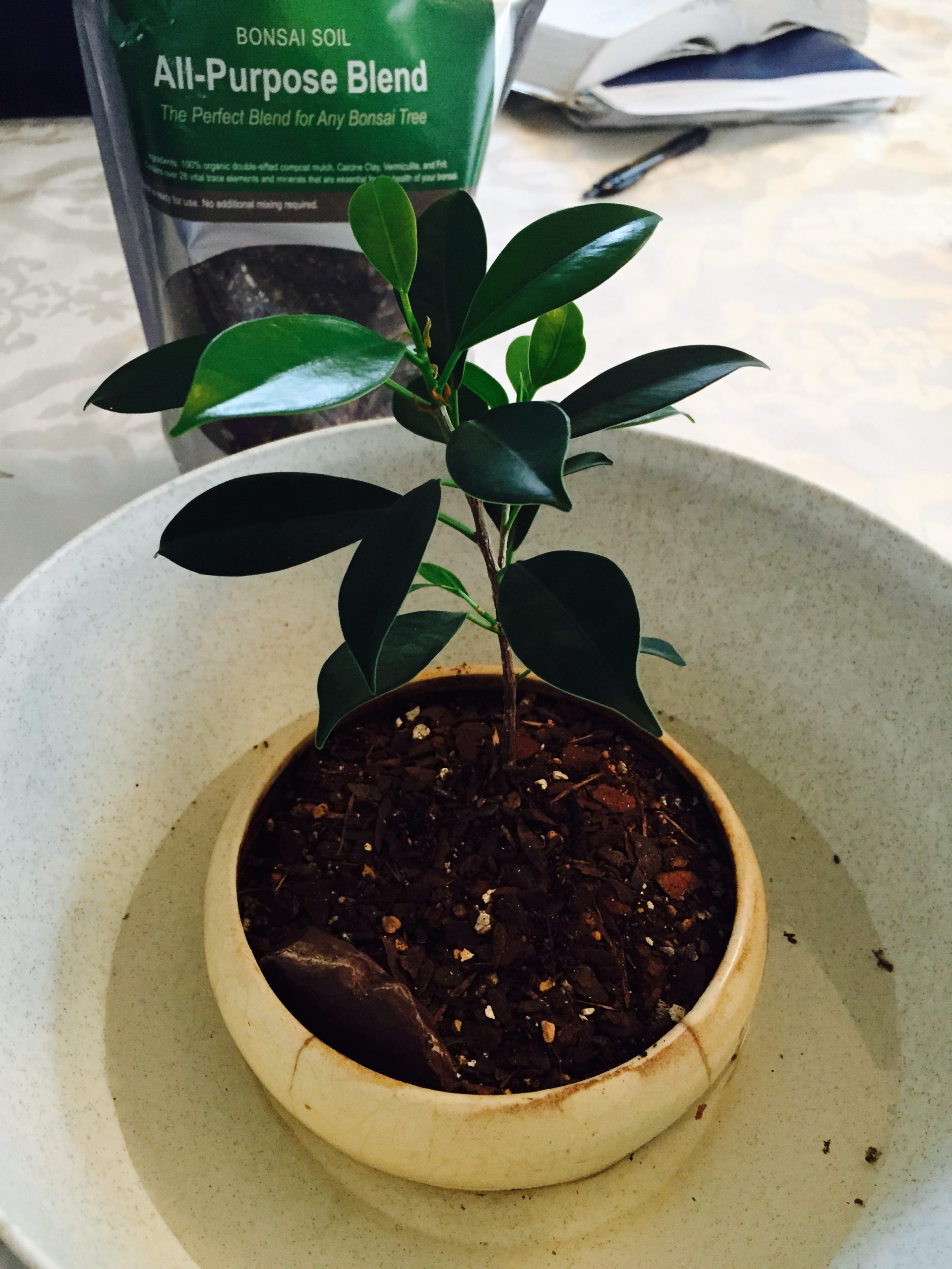 Ficus 6 – Ficus Rutusa