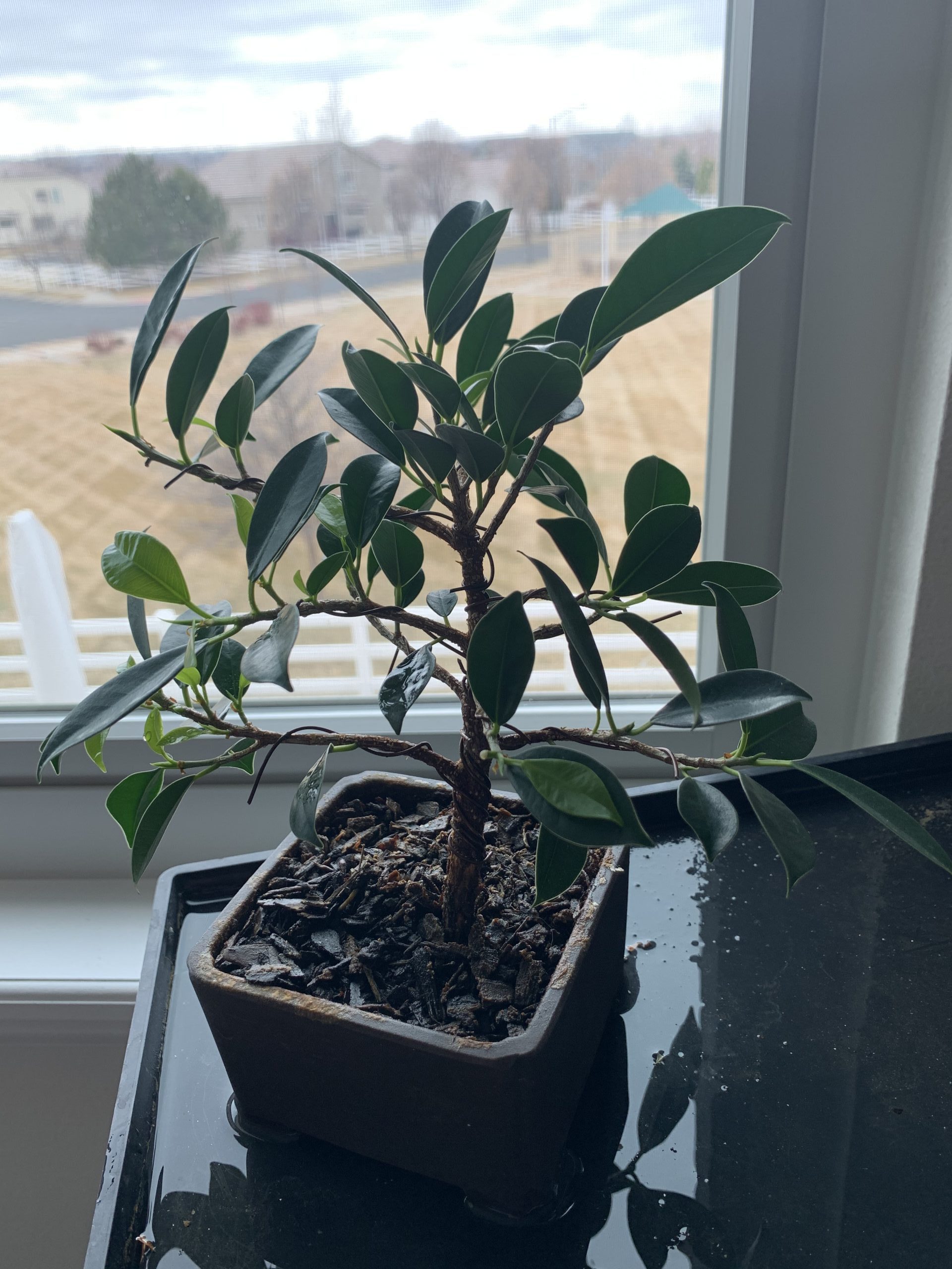 Ficus 7 – Ficus Rutusa