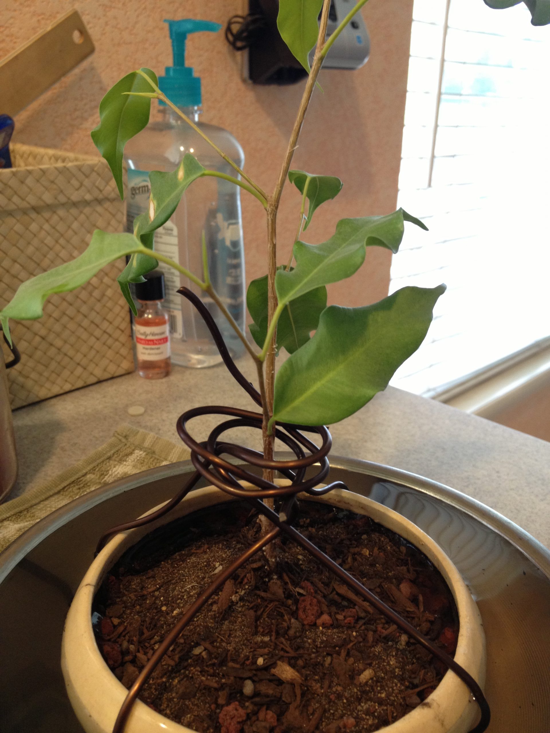 Ficus 4 – Ficus Benjamina
