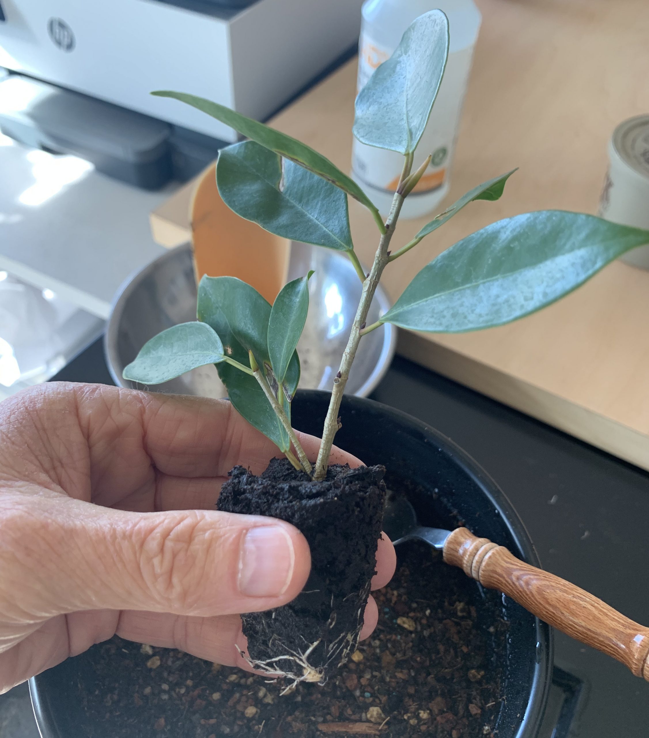 Phoenix Ficus